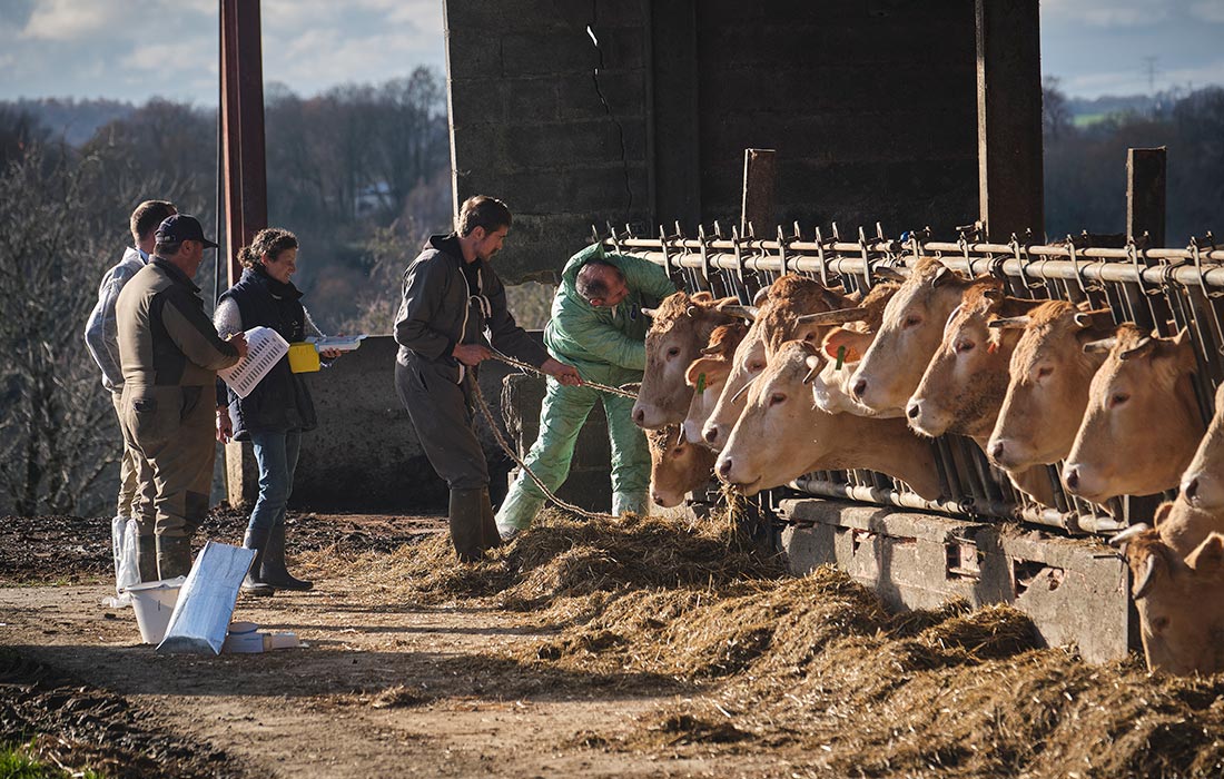 Во Франции началась кампания по вакцинации крупного рогатого скота против бугристой болезни кожи