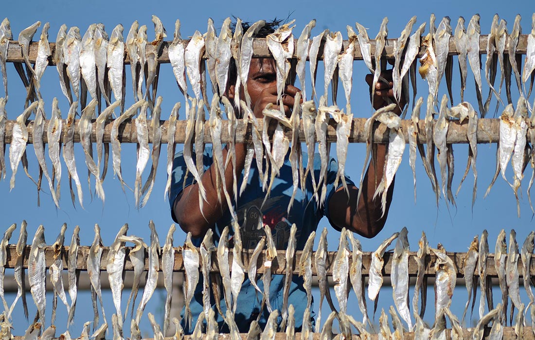 Сушка рыбы в Читтагонге на юго-востоке Бангладеш