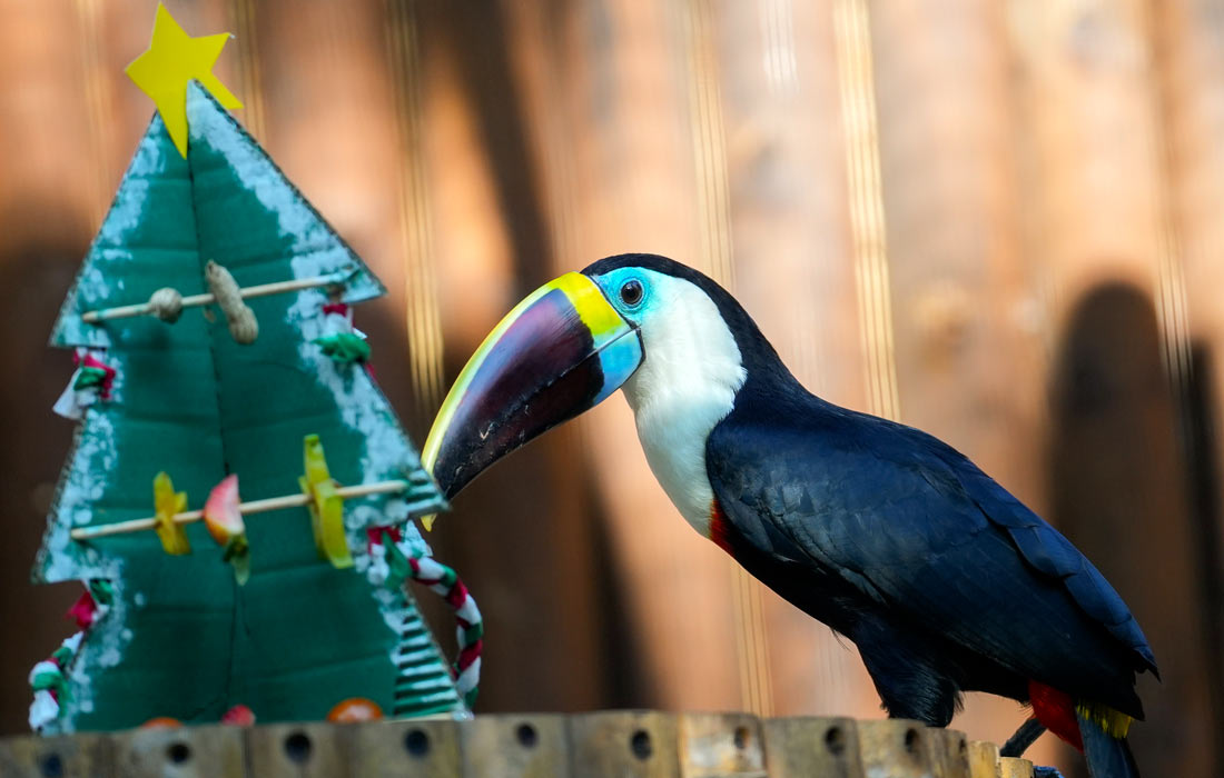 Тукан в зоопарке колумбийского Кали