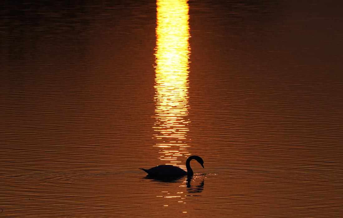 Лебедь на озере Ада-Циганлия в Белграде, Сербия