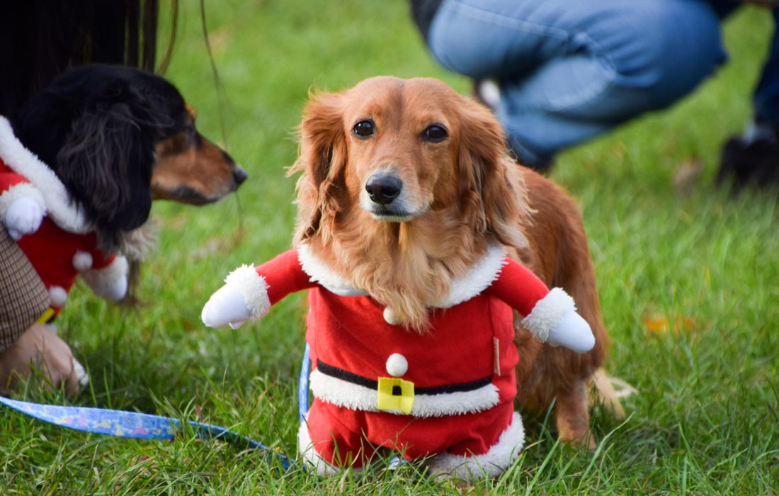 Таксы в рождественских костюмах в Кенсингтонских садах в Лондоне