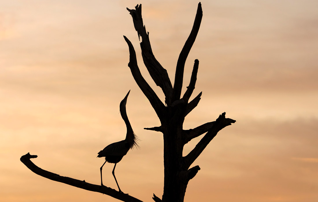 Силуэт большой голубой цапли на фоне заката в Бойнтон-Бич, штат Флорида