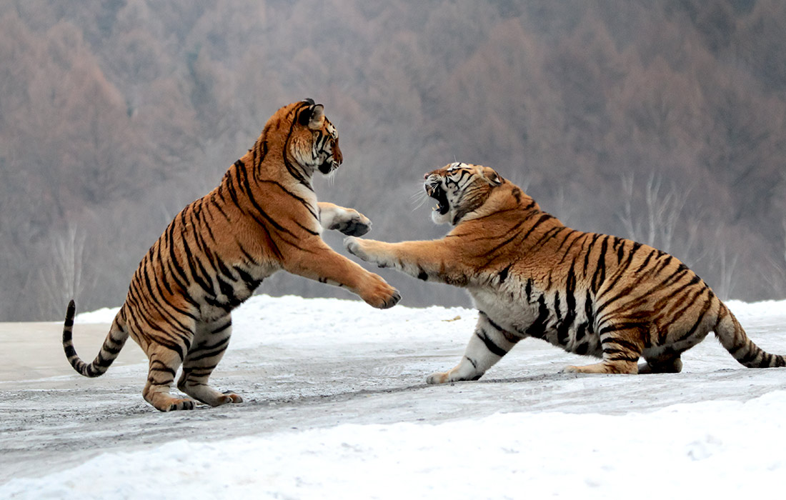 Сибирские тигры в парке Хэндаохэцзи в китайской провинции Хэйлунцзян