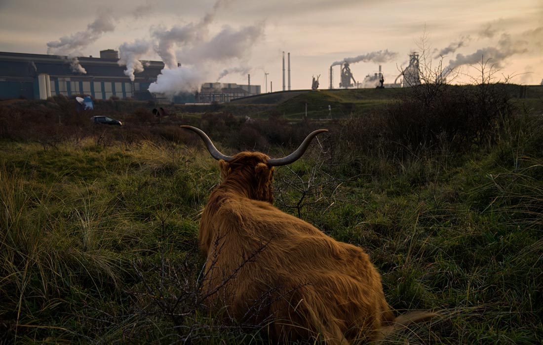 Корова породы Хайленд возле сталелитейного завода Tata Steel в Нидерландах