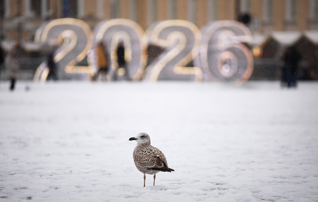 Чайка на улице Санкт-Петербурга после снегопада