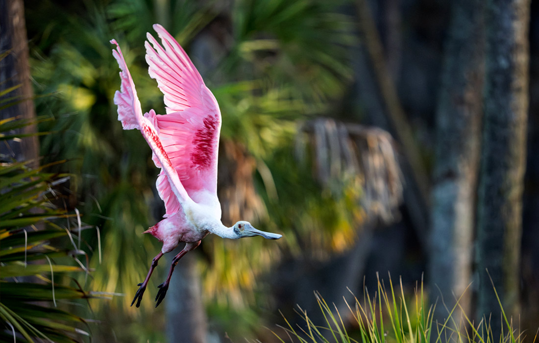 Розовая колпица в парке водно-болотных угодий Орландо, штат Флорида