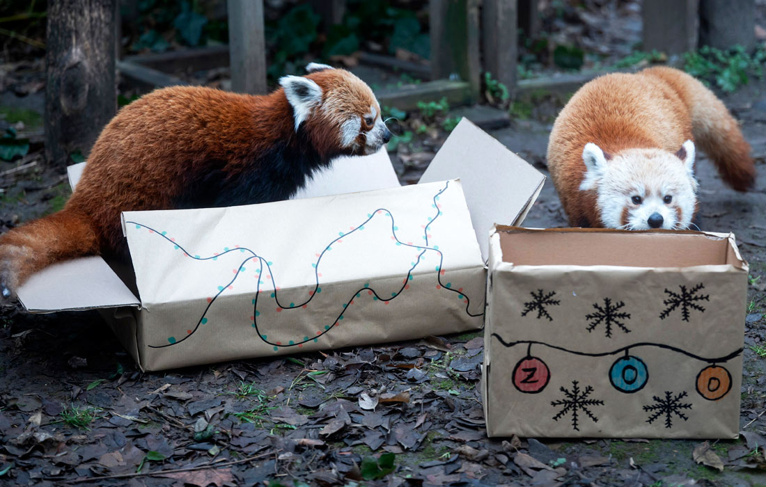 Животные Будапештского зоопарка получили подарки к Рождеству