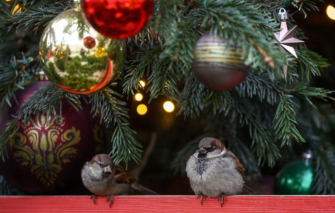 Предновогодняя Москва