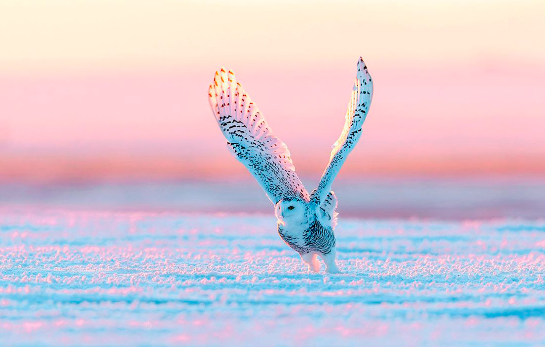 Полярная сова в Хулунбуире, Китай