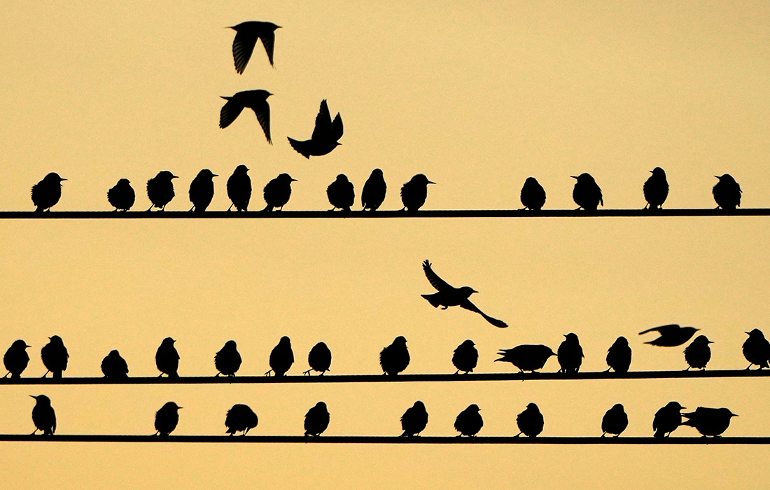 Птицы на линиях электропередач в Эджертоне, США