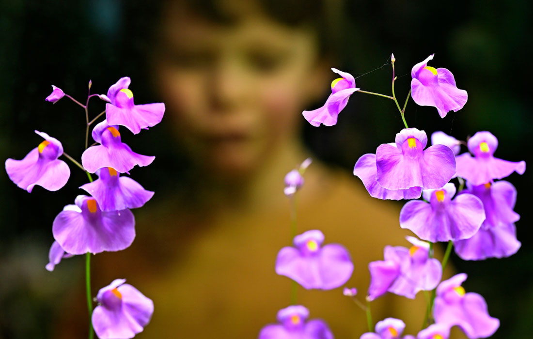 Фестиваль орхидей, хищных растений и кактусов "Тропическая зима" в ботаническом саду МГУ "Аптекарский огород" в Москве