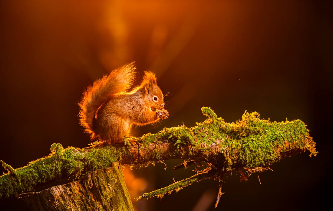 Рыжая белка в заповеднике в Йоркширских долинах на севере Англии