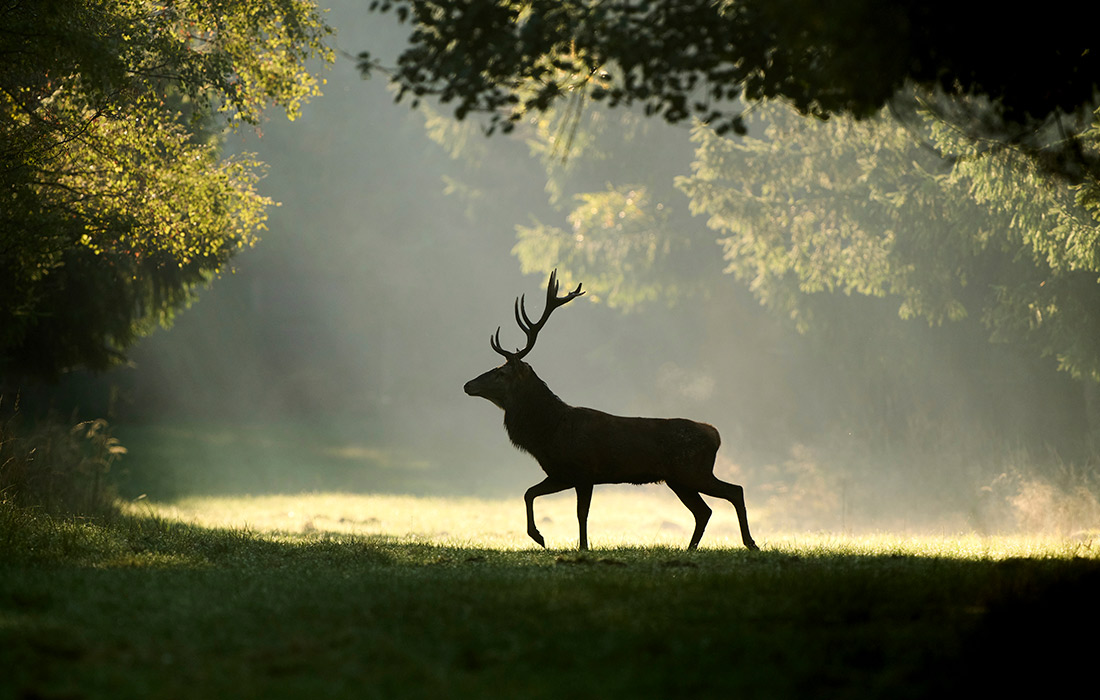 Гон оленей в Германии