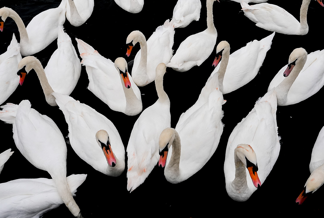 Лебеди-шипуны на Темзе, Великобритания