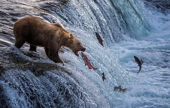 Лучшие снимки животных - 2025