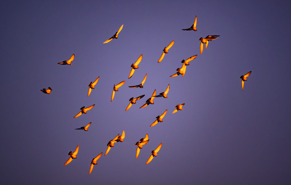 Голуби над Бранденбургом, Германия