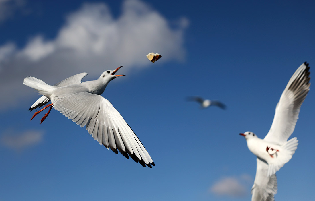 Чайки в Стамбуле