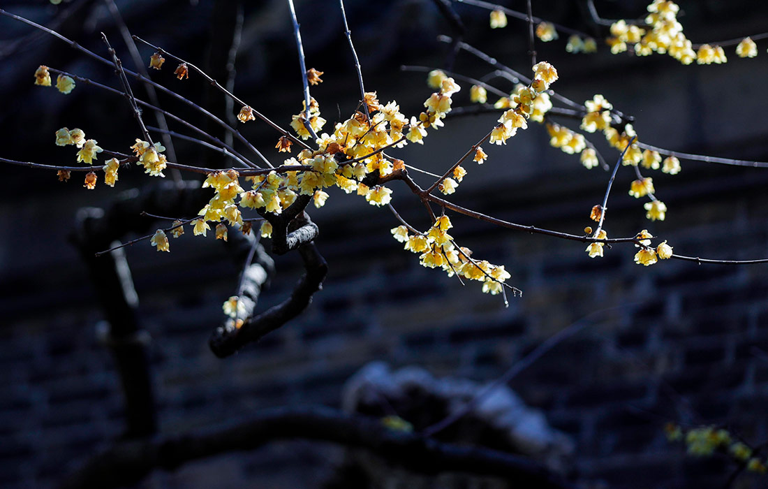 Зимнее цветение химонанта в саду Гэюань эпохи династии Цин на юге Китая