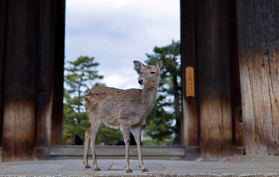 Дикий олень в парке японского города Нара