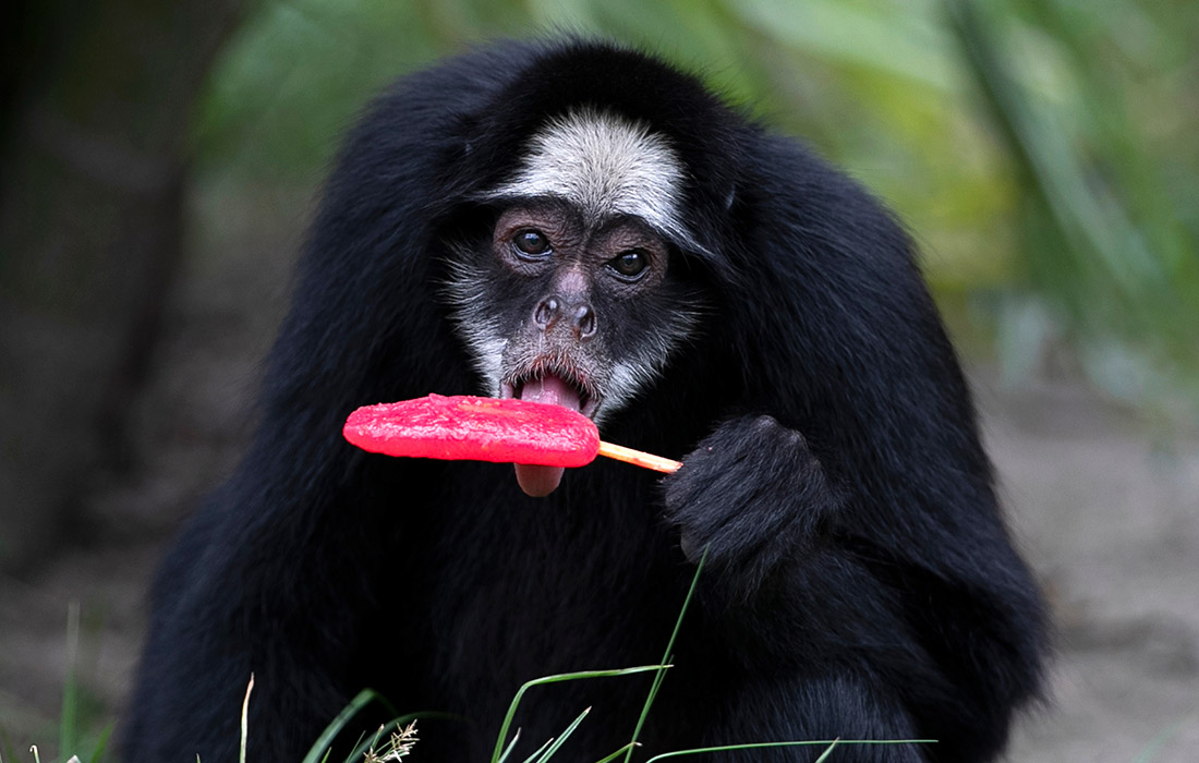 Животные зоопарка Рио-де-Жанейро получили замороженные лакомства во время жары. На фото: белощекая паукообразная обезьяна.