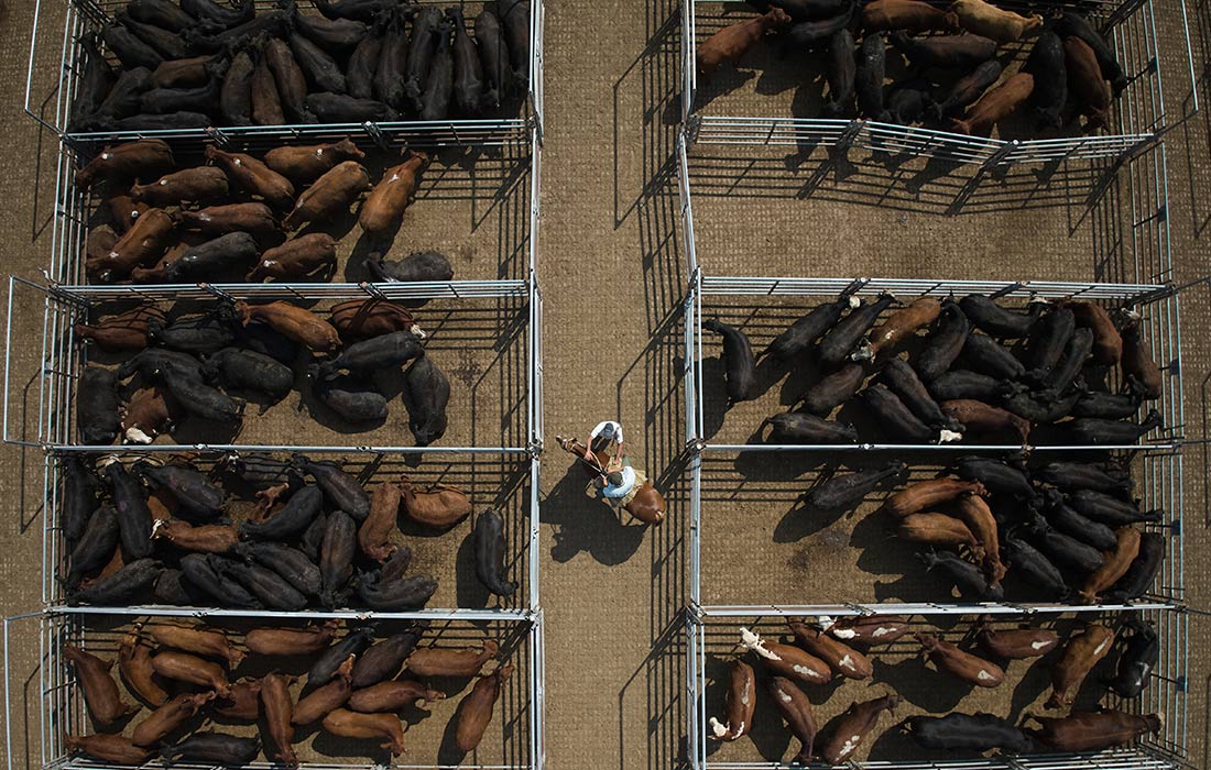 Аргентинский рынок скота