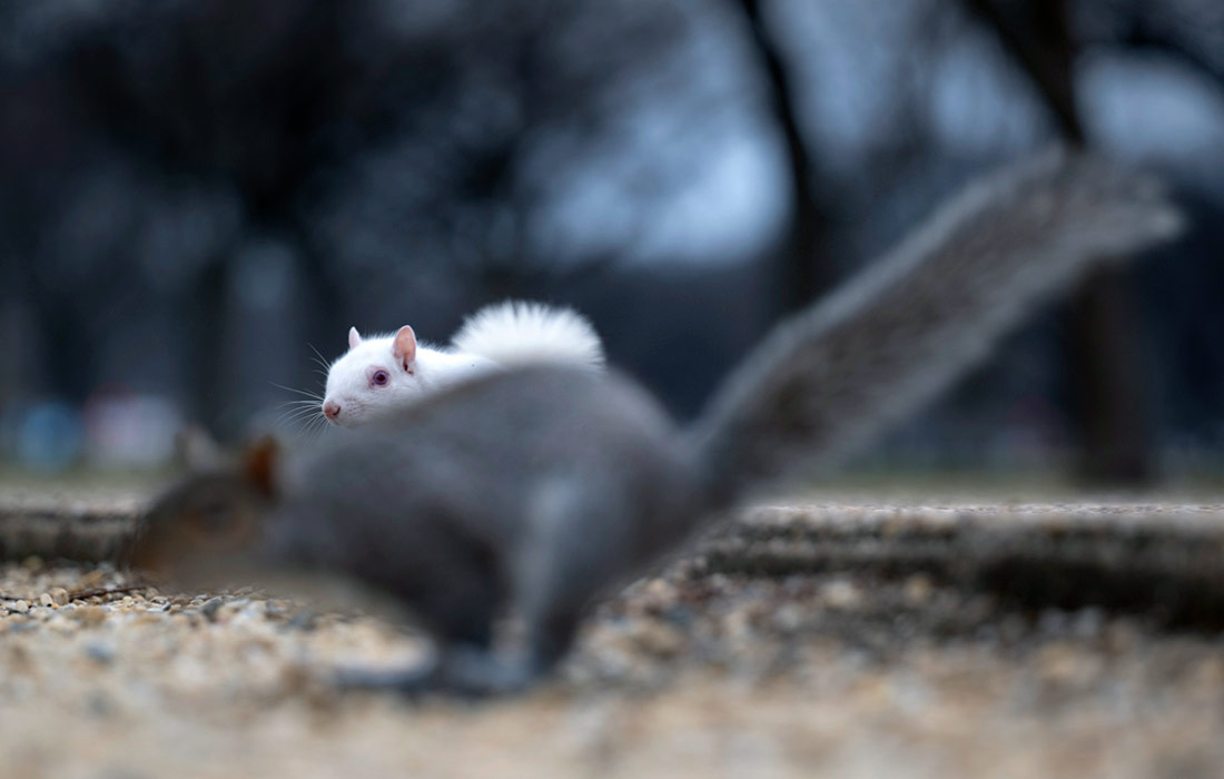 Белка-альбинос на территории Национальной аллеи в Вашингтоне