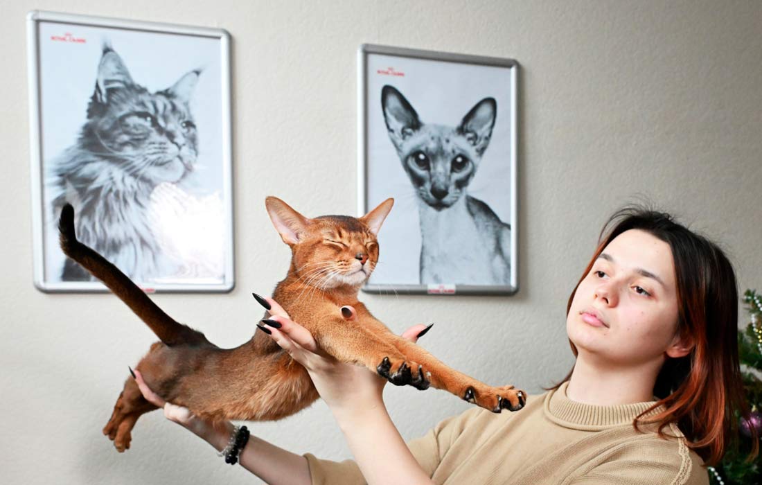 Абиссинский кот по кличке Дарлен Флер Далмор Блэк и его владелица Дарья Грузинова. Кот занял первое место в ежегодном рейтинге самых красивых кошек мира, обойдя в конкурсе полторы тысячи конкурентов из разных стран.