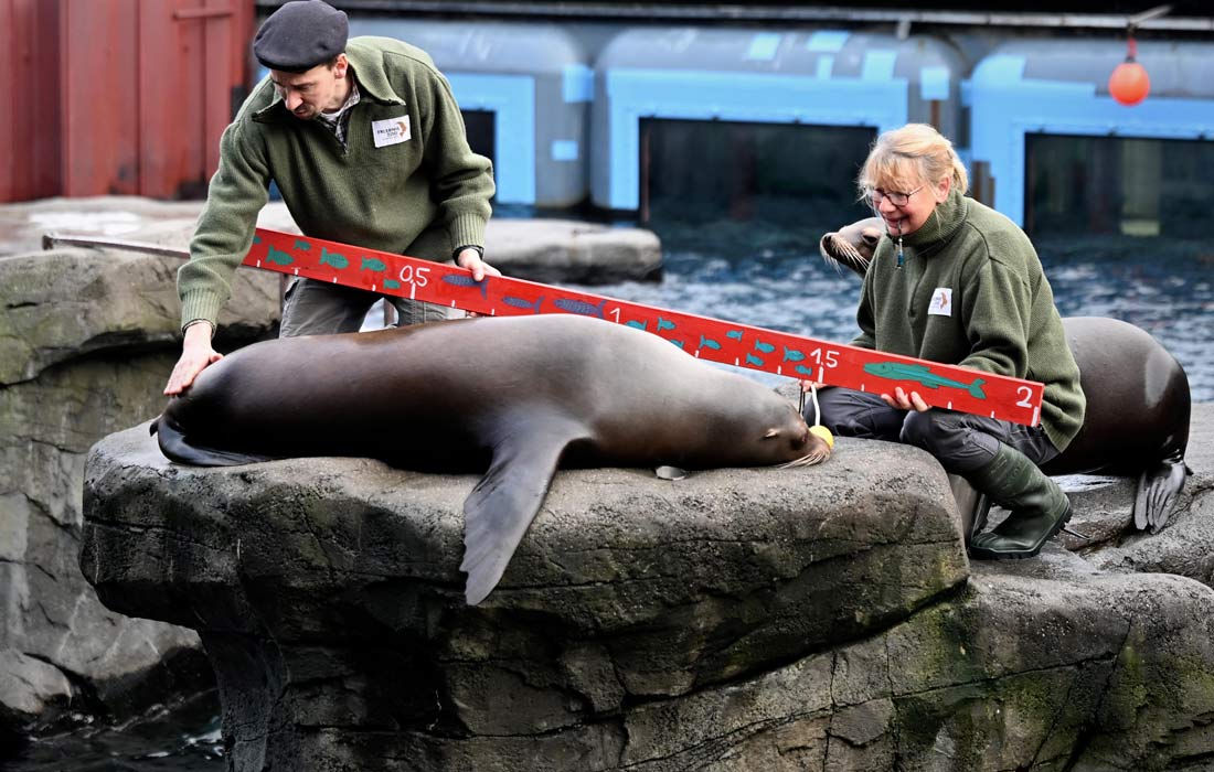 В зоопарке немецкого Ганновера проходит ежегодная инвентаризация