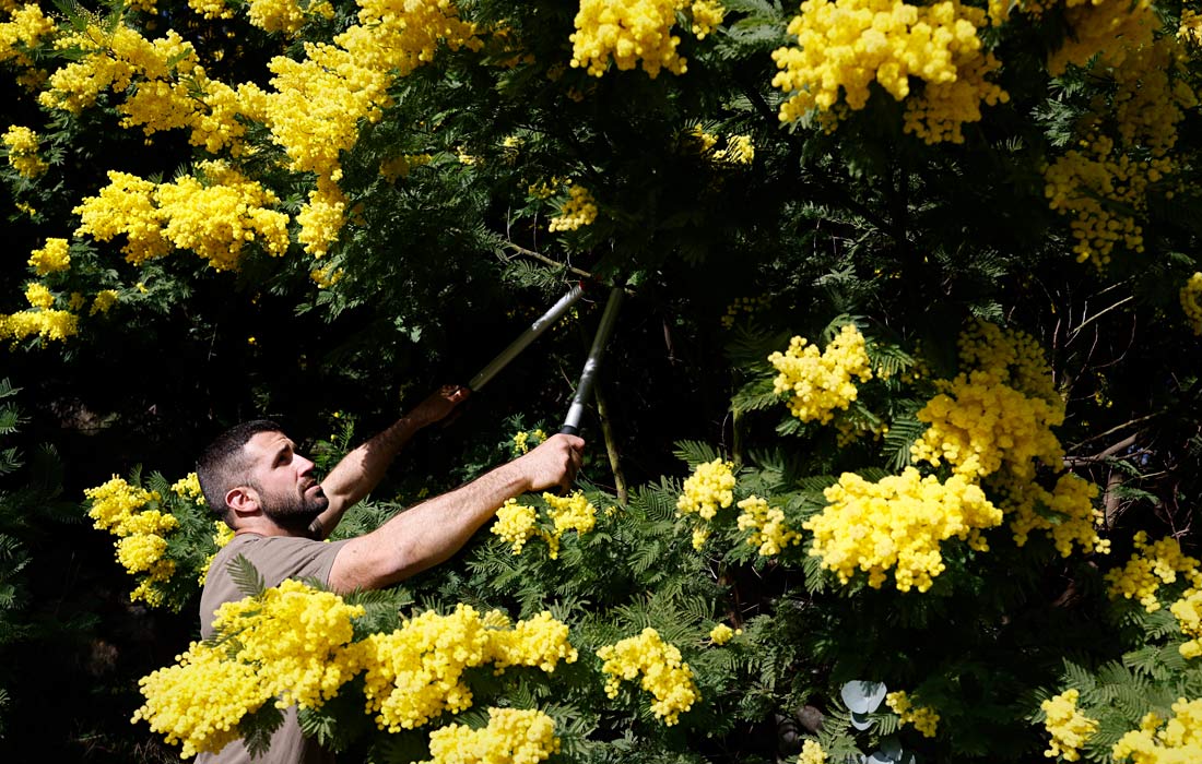 Сбор мимозы на юго-востоке Франции