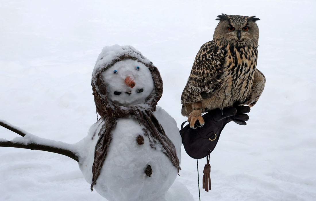 Филин в птичьем парке Марлоу, Германия