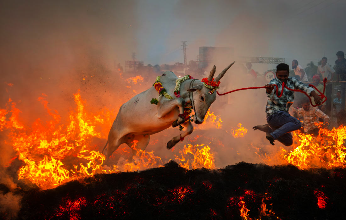 Праздник урожая Макара-санкранти на окраине Майсуру, Индия