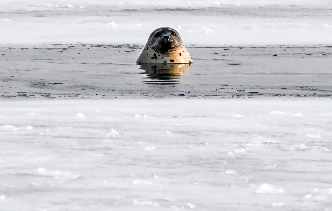 Тюлень-ларга плавает в акватории Японского моря во Владивостоке