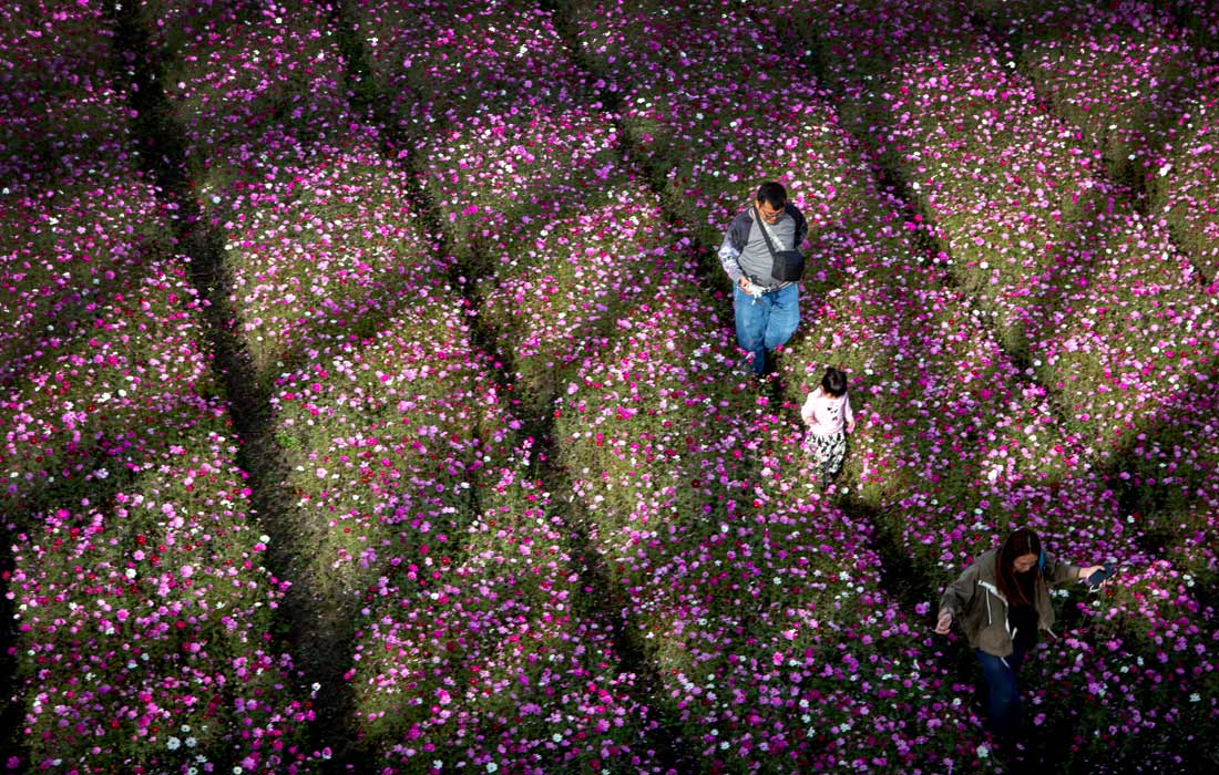 Сезон цветения космеи на юге Тайваня