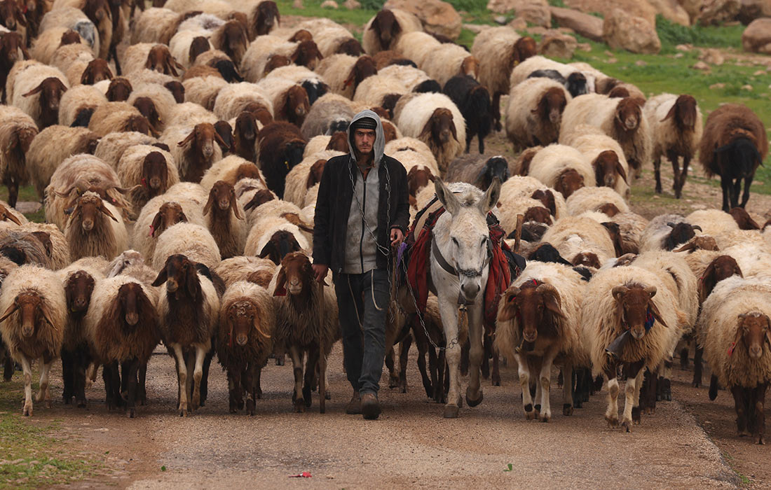 Пастух в общине Аль-Ауджа на Западном берегу реки Иордан