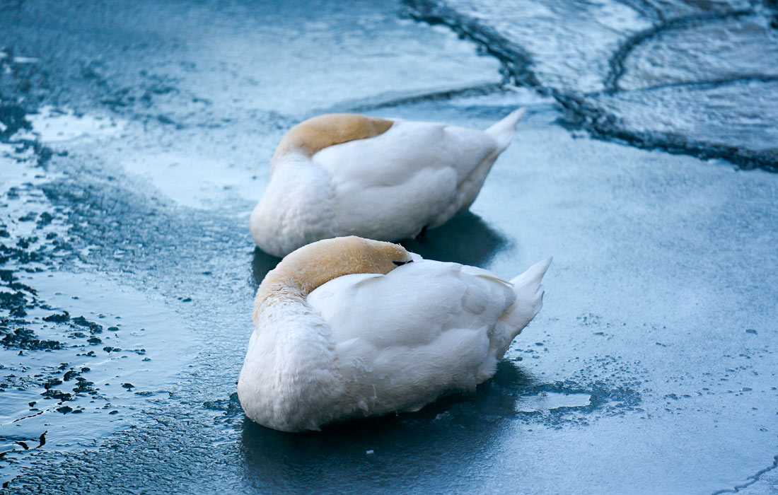 Лебеди в морозный день в Торонто, Канада