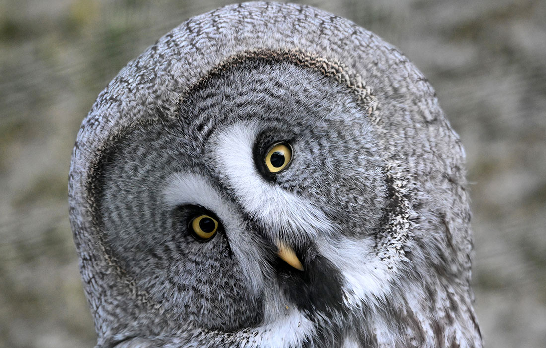 Большая серая сова в зоопарке чешского Либереца