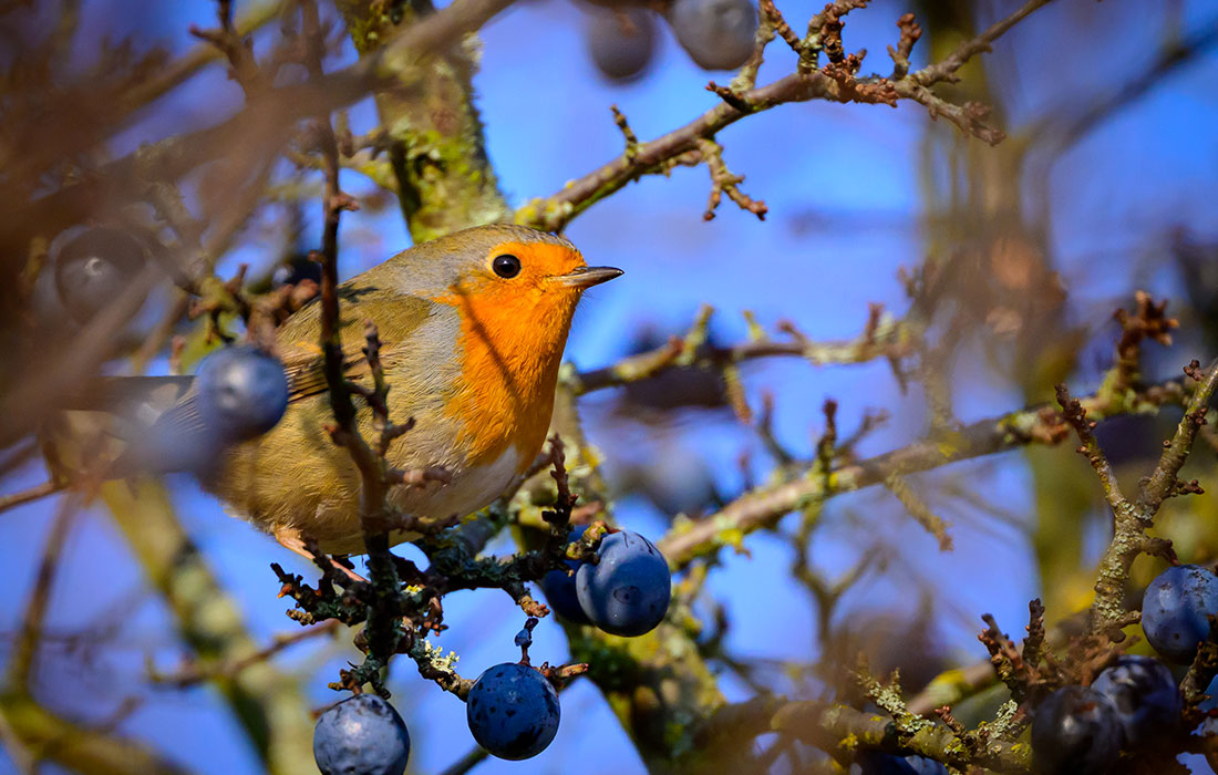 Малиновка в Бранденбурге