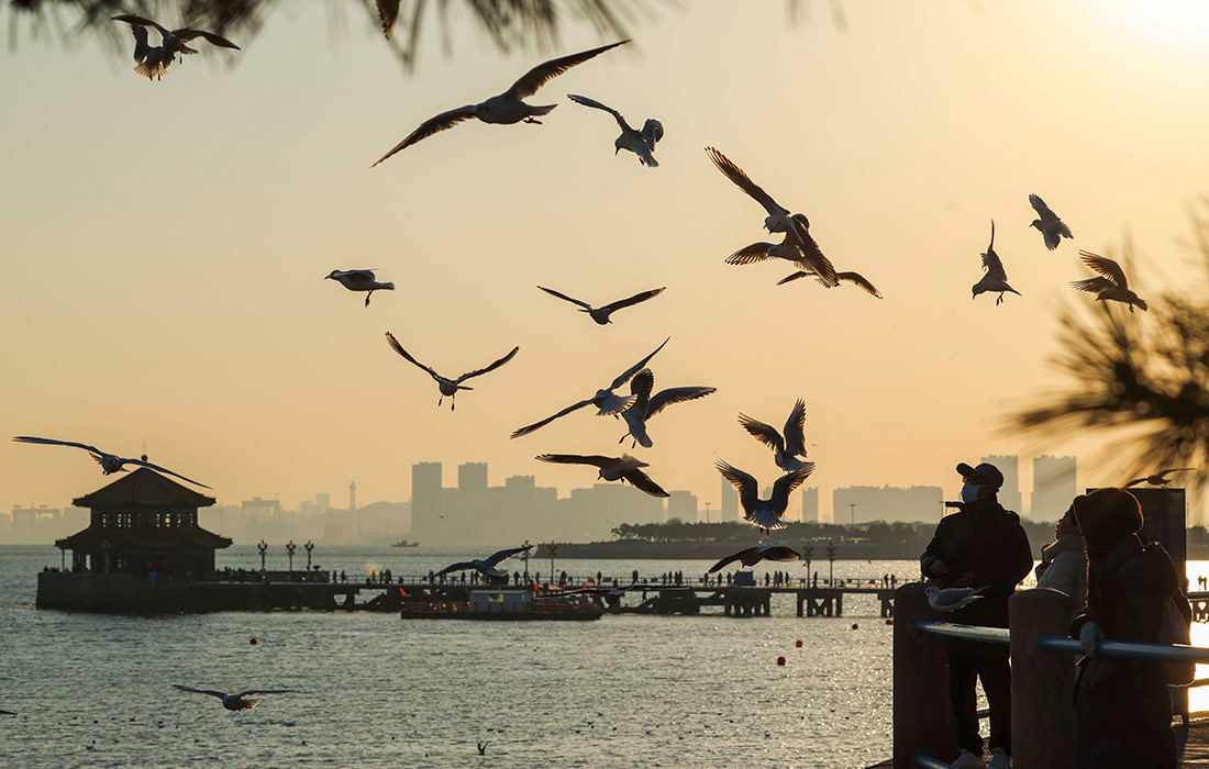 Туристы наблюдают за чайками в Циндао