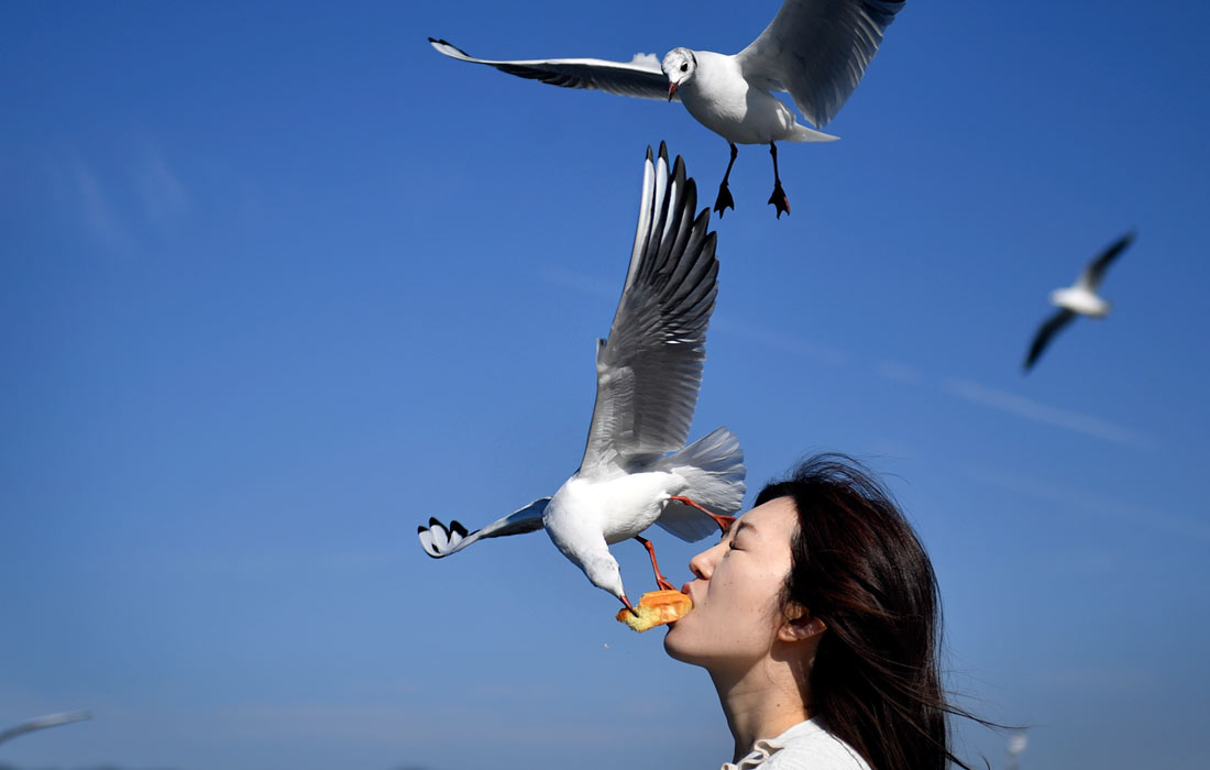 Кормление чаек в Куньмине на юге Китая