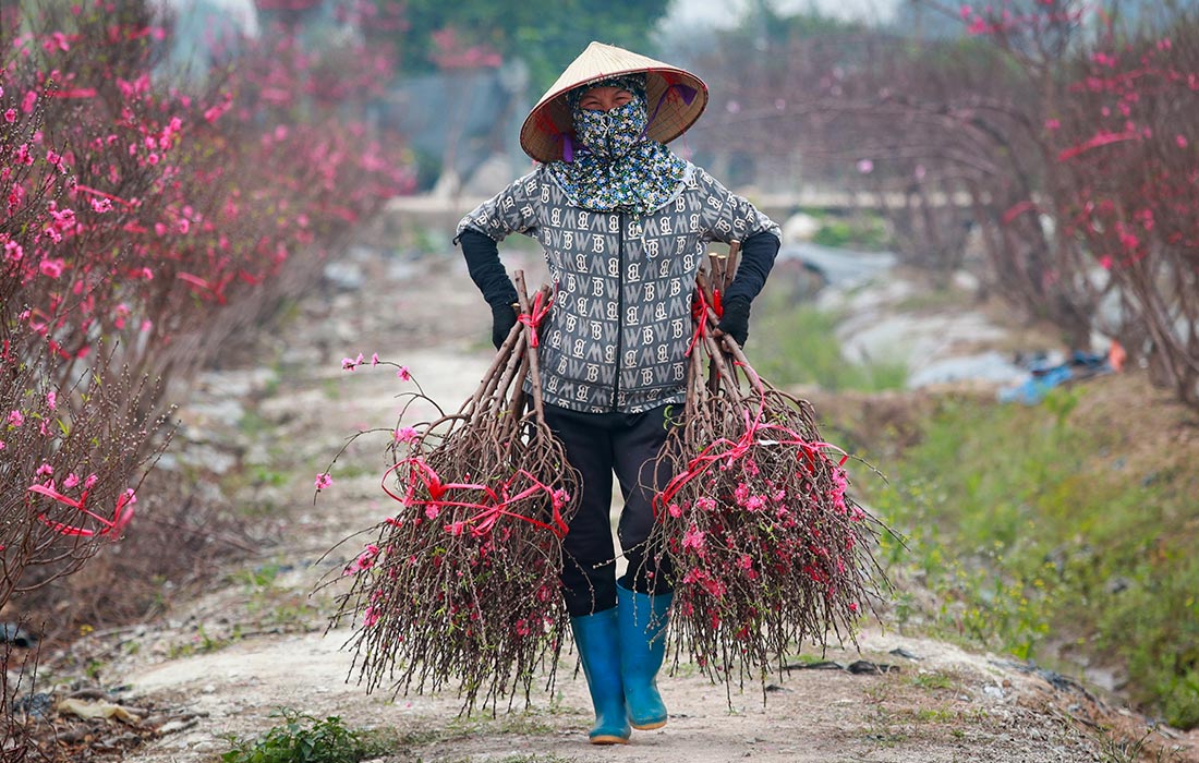Заготовка цветущих ветвей персика в Ханое для празднования Нового года по восточному календарю
