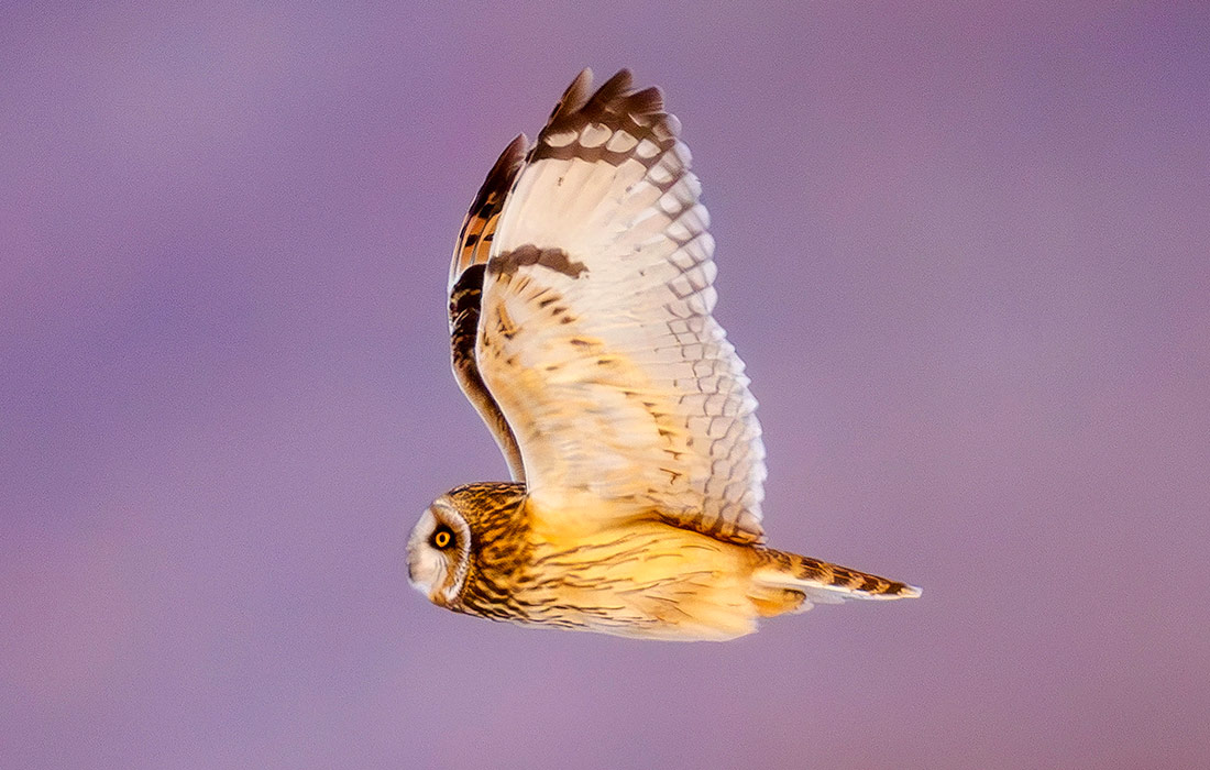 Болотная сова на острове Русский во Владивостоке