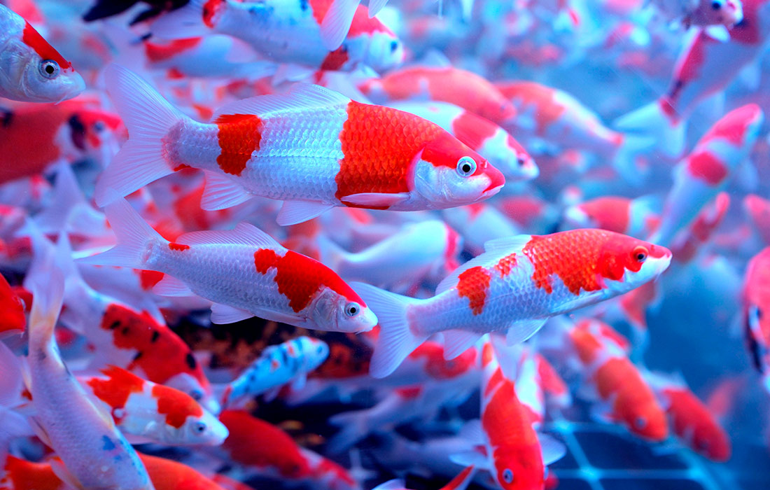 Продажи декоративных рыбок в Китае традиционно растут в преддверии Праздника Весны