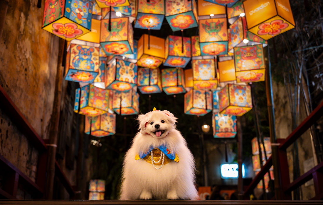 Японский шпиц в китайском квартале в Куала-Лумпуре, Малайзия