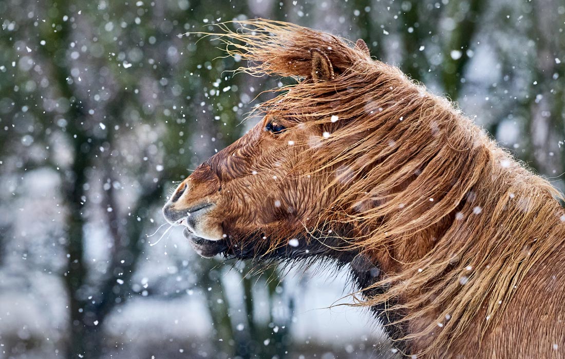 Лошадь во время снегопада на западе Германии