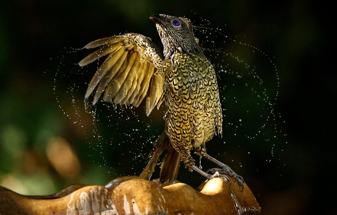 Атласный шалашник в Кандосе, Австралия