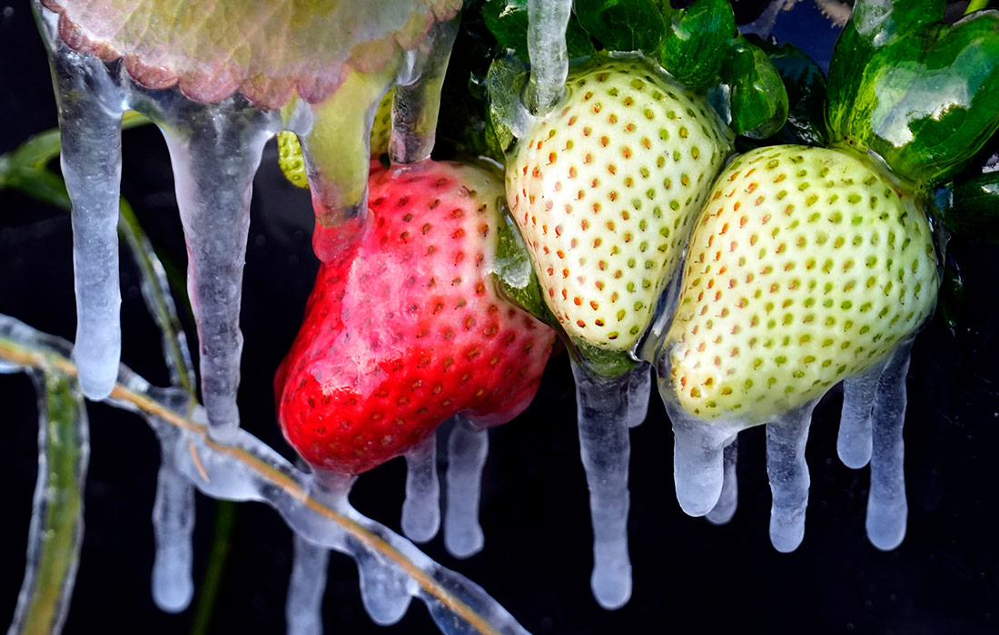 Сильные заморозки во Флориде, США