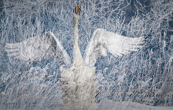 Зимовка лебедей в Алтайском крае