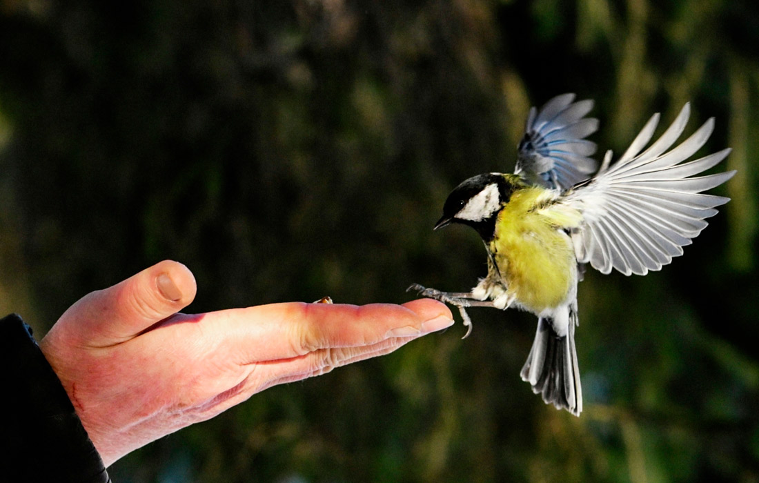 Прохожий кормит синицу в сквере в Новосибирске