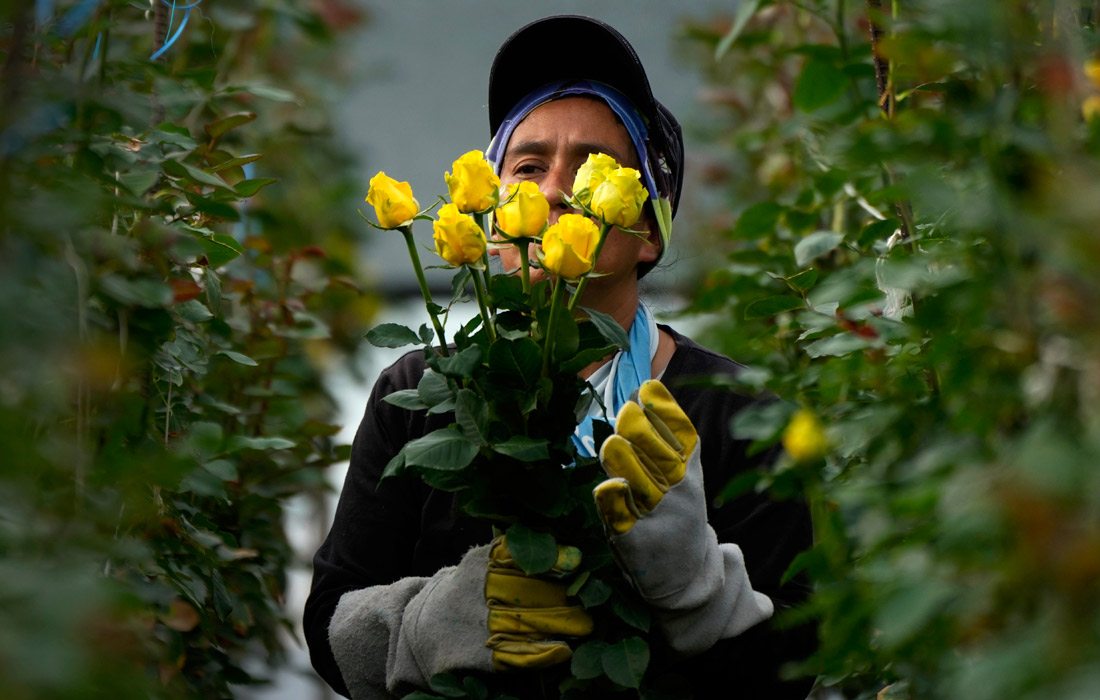 Cбор бутонов роз для отправки в США в преддверии Дня святого Валентина в колумбийском Сопо