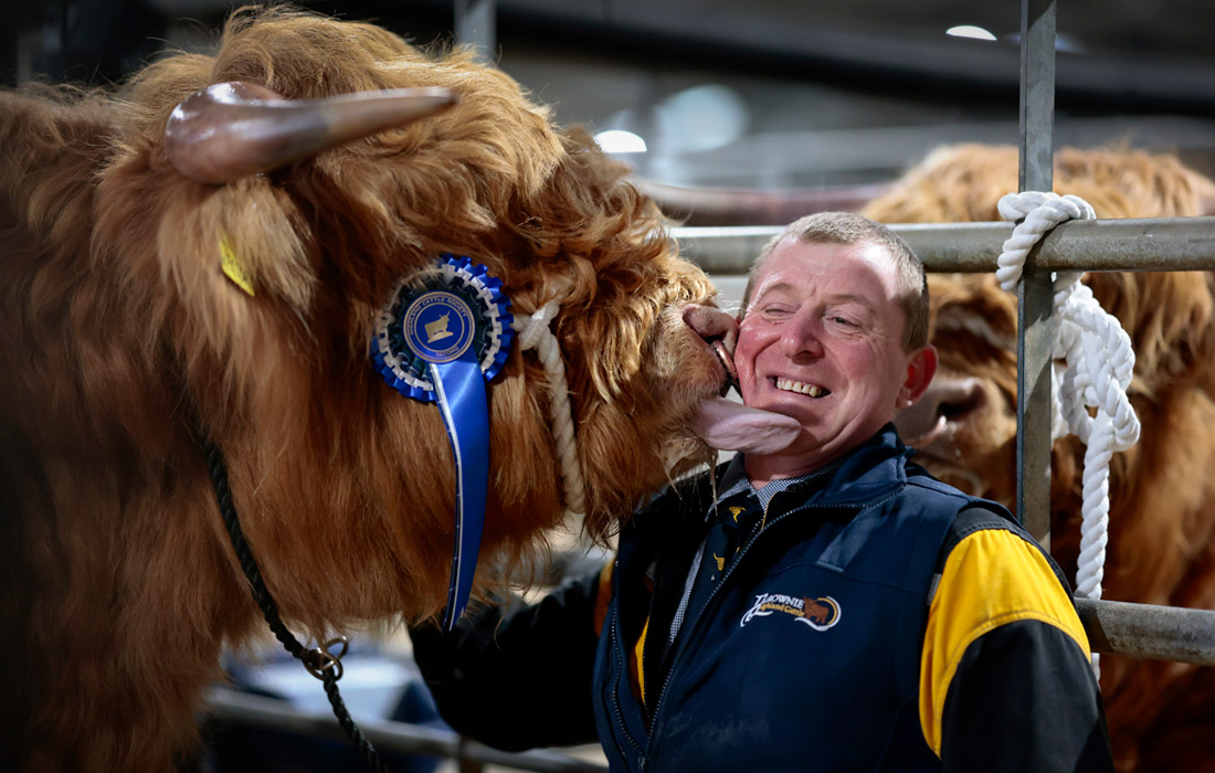 В Обане (Шотландия) ежегодно проходит ярмарка хайлендских коров